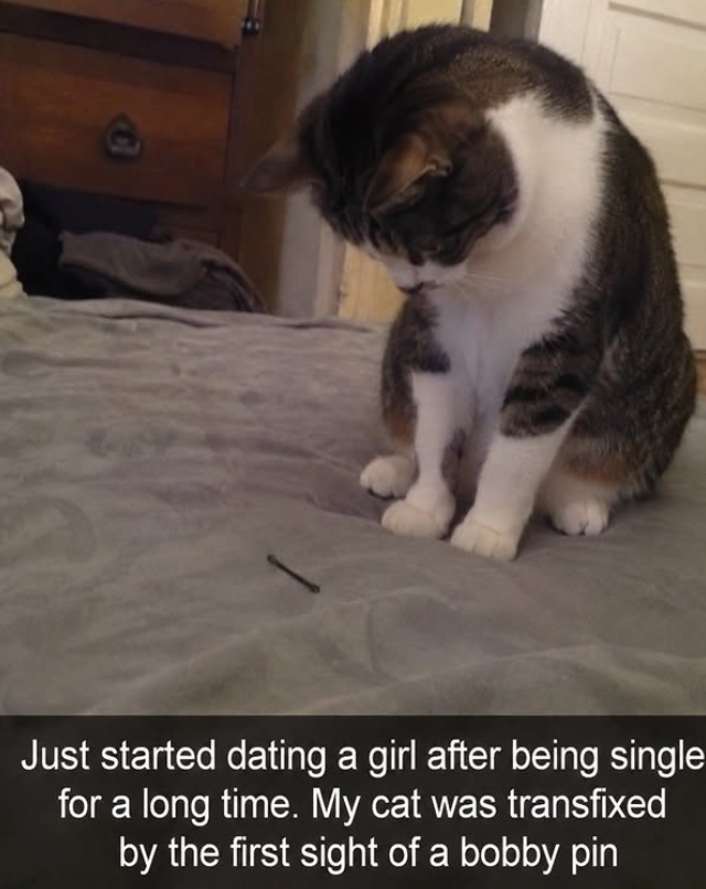 e Just started dating a girl after being single for a long time. My cat was transfixed by the first sight of a bobby pin