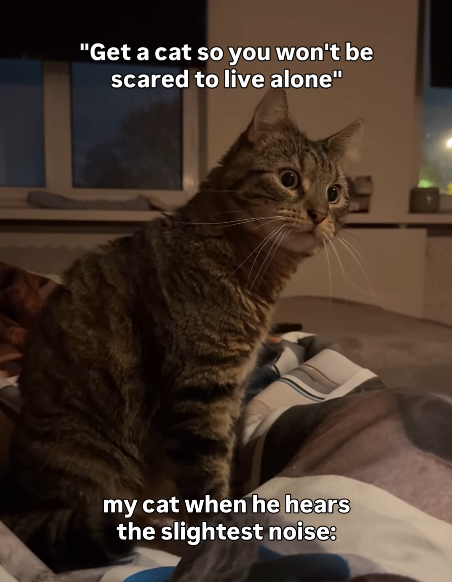 "Get a cat so you won't be scared to live alone" my cat when he hears the slightest noise:
