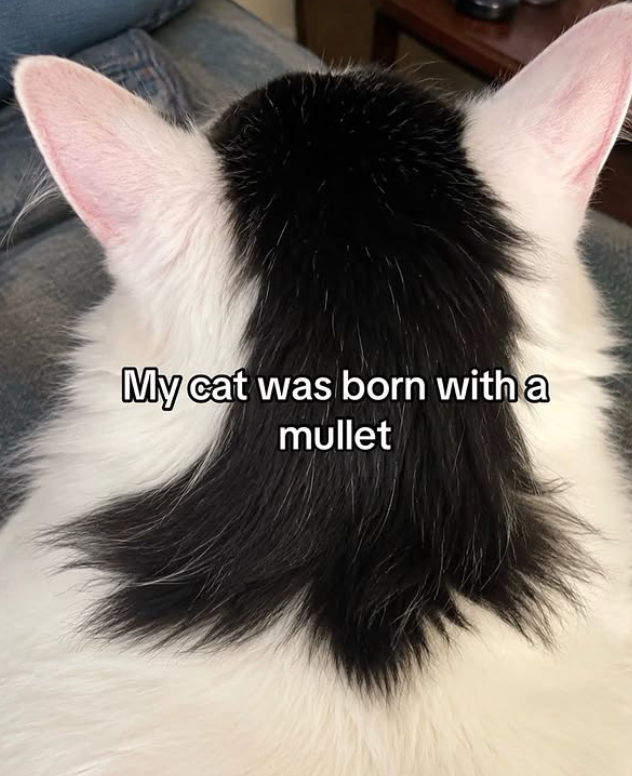 My cat was born with a mullet