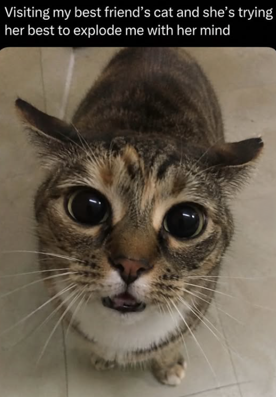 Visiting my best friend's cat and she's trying her best to explode me with her mind