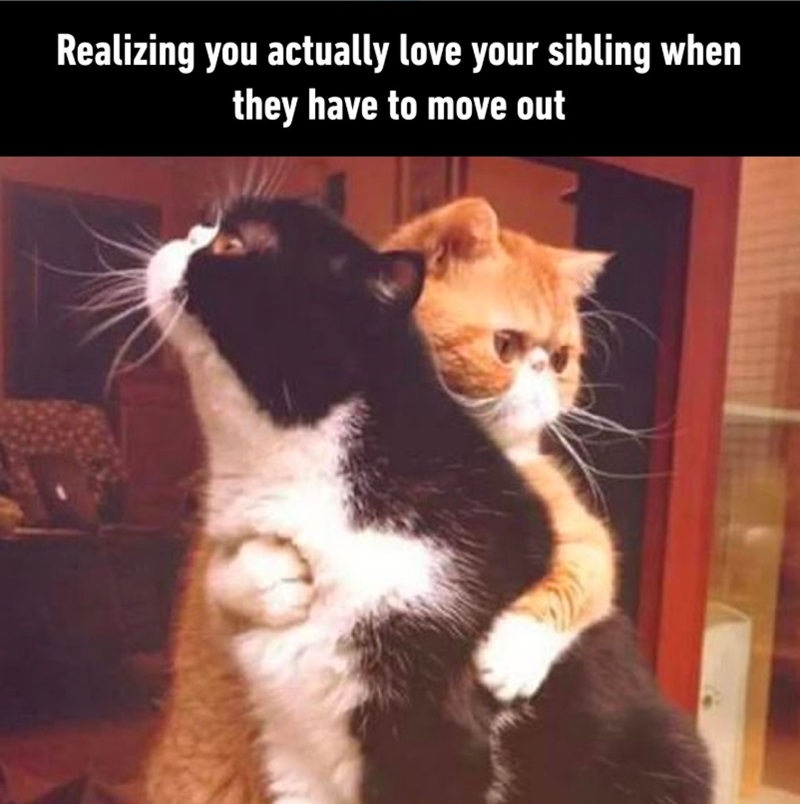 Realizing you actually love your sibling when they have to move out