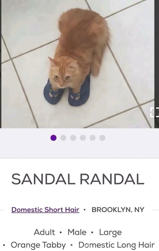 SANDAL RANDAL Domestic Short Hair BROOKLYN, NY Adult • Male⚫ Large Orange Tabby Domestic Long Hair