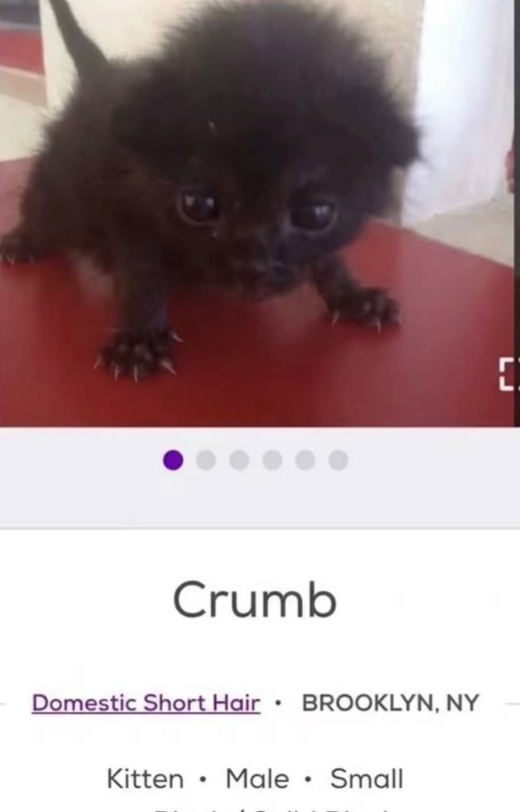 Crumb Domestic Short Hair . BROOKLYN, NY Kitten . Male • Small [