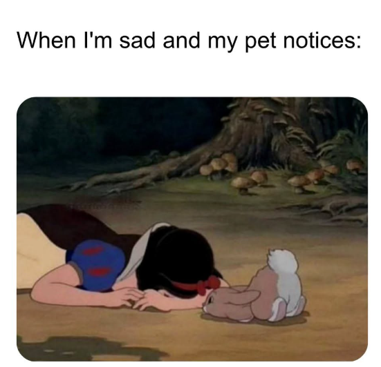 When I'm sad and my pet notices: