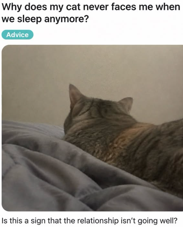 Why does my cat never faces me when we sleep anymore? Advice Is this a sign that the relationship isn't going well?
