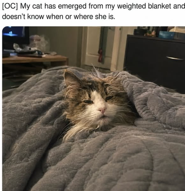 [OC] My cat has emerged from my weighted blanket and doesn't know when or where she is.