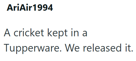 AriAir 1994 A cricket kept in a Tupperware. We released it.