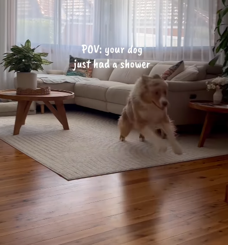 POV: your dog just had a shower