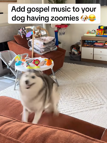 Add gospel music to your dog having zoomies