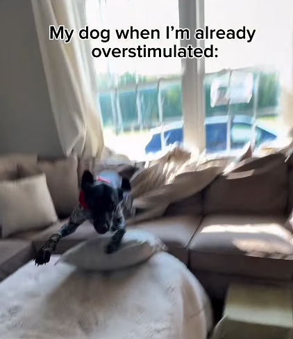 My dog when I'm already overstimulated: