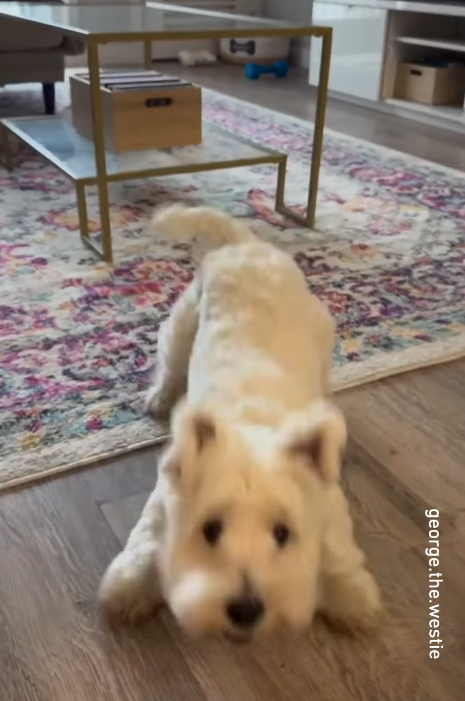 george.the.westie
