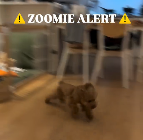 A ZOOMIE ALERT A
