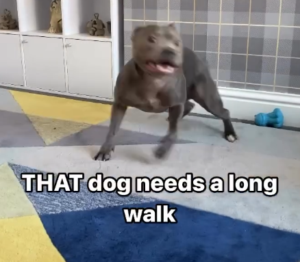 THAT dog needs a long walk