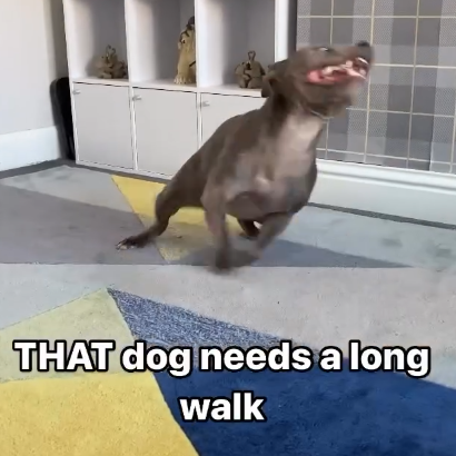 THAT dog needs a long walk