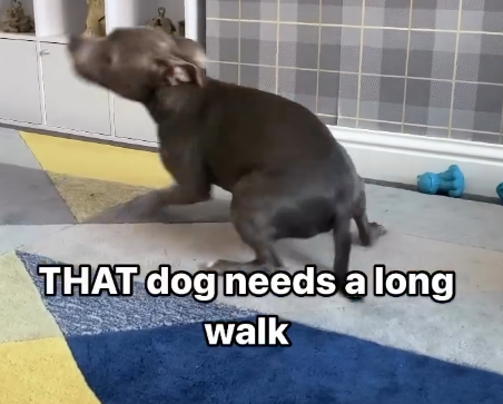 THAT dog needs a long walk