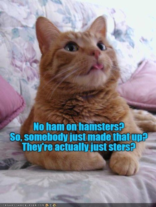 No ham on hamsters? So, somebody just made that up? They're actually just sters? ICANHASCHEEZBURGER.COM