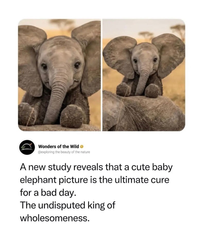 Wonders of the Wild❤ @exploring the beauty of the nature A new study reveals that a cute baby elephant picture is the ultimate cure for a bad day. The undisputed king of wholesomeness.