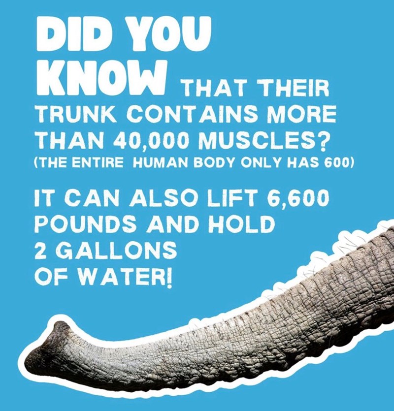 DID YOU KNOW THAT THEIR TRUNK CONTAINS MORE THAN 40,000 MUSCLES? (THE ENTIRE HUMAN BODY ONLY HAS 600) IT CAN ALSO LIFT 6,600 POUNDS AND HOLD 2 GALLONS OF WATER!