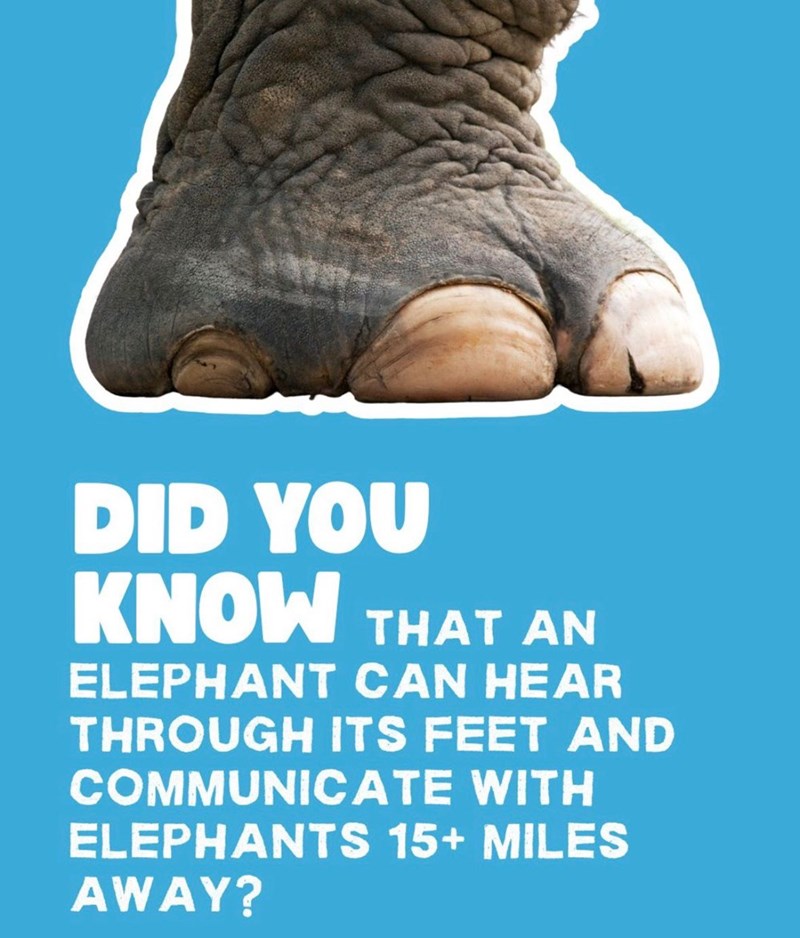 DID YOU KNOW THAT AN ELEPHANT CAN HEAR THROUGH ITS FEET AND COMMUNICATE WITH ELEPHANTS 15+ MILES AWAY?