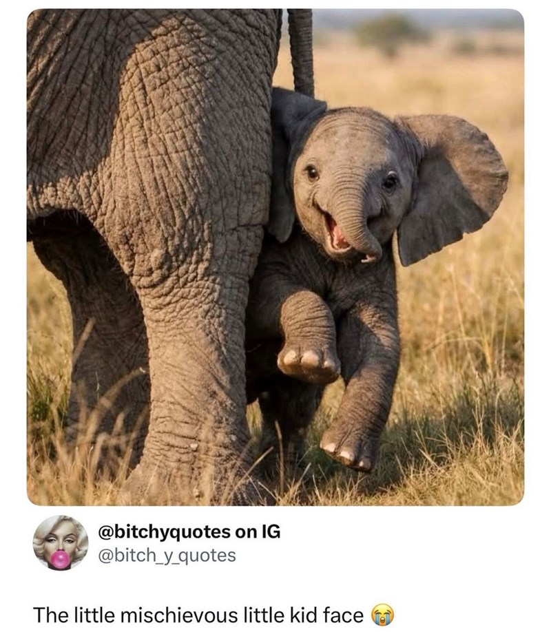 @bitchyquotes on IG @bitch_y_quotes The little mischievous little kid face
