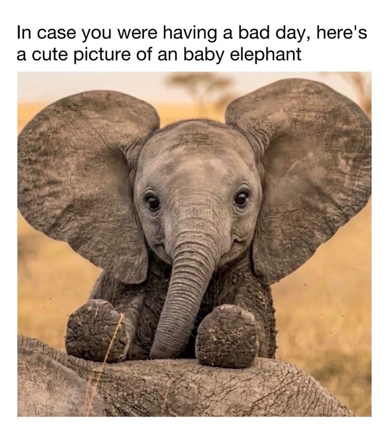 In case you were having a bad day, here's a cute picture of an baby elephant