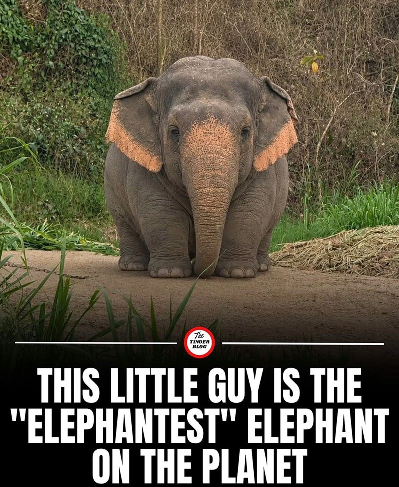 The TINDER BLOG THIS LITTLE GUY IS THE "ELEPHANTEST" ELEPHANT ON THE PLANET