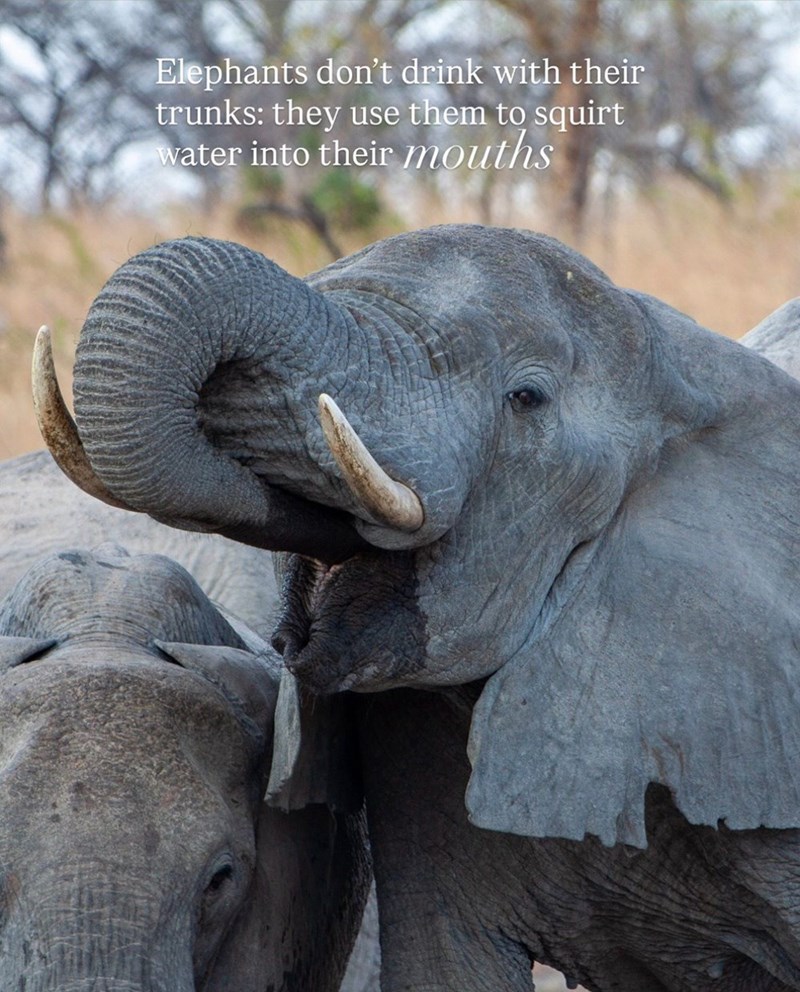 Elephants don't drink with their trunks: they use them to squirt water into their mouths