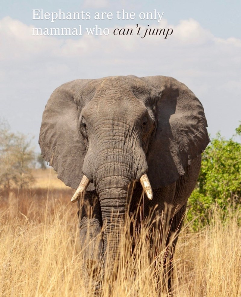 Elephants are the only mammal who can't jump