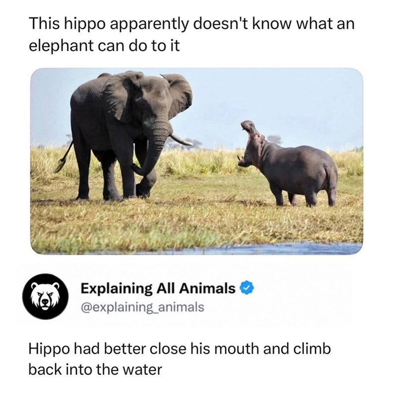 This hippo apparently doesn't know what an elephant can do to it Explaining All Animals ✔ @explaining_animals Hippo had better close his mouth and climb back into the water