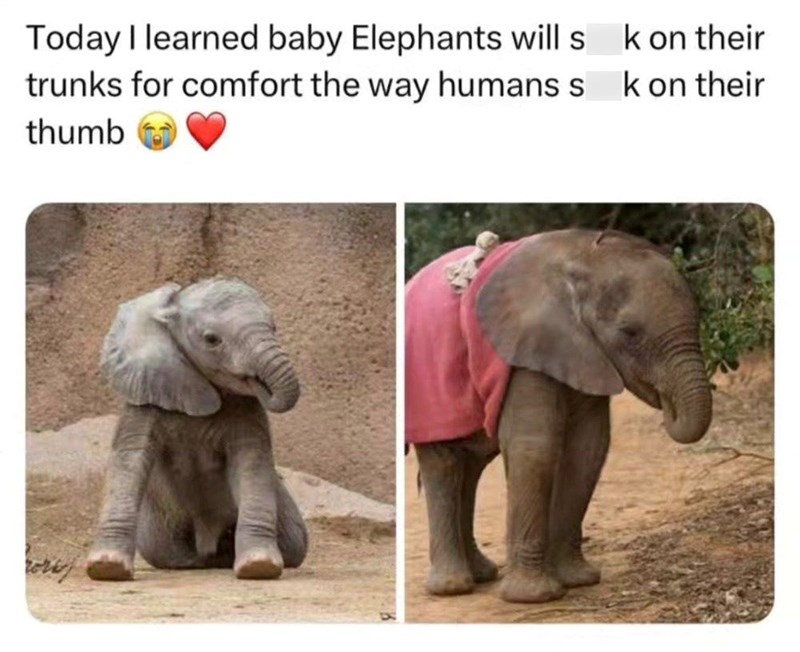 Today I learned baby Elephants will s trunks for comfort the way humans s thumb k on their k on their