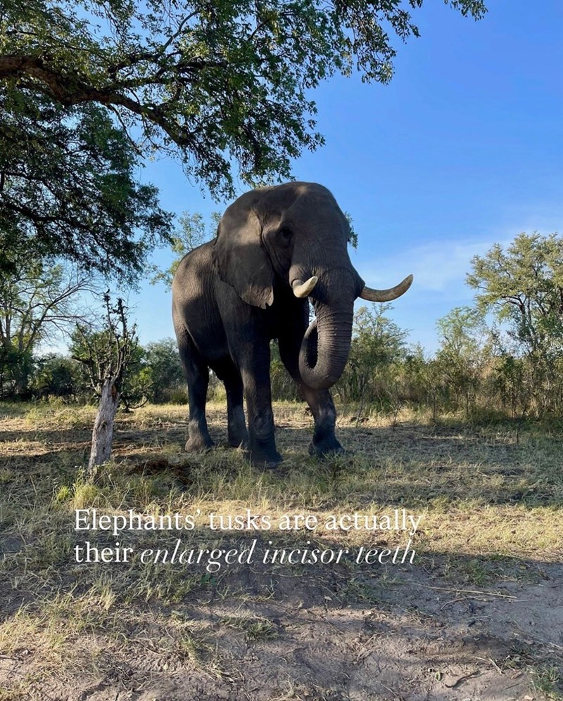 Elephants tusks are actually their enlarged incisor teeth