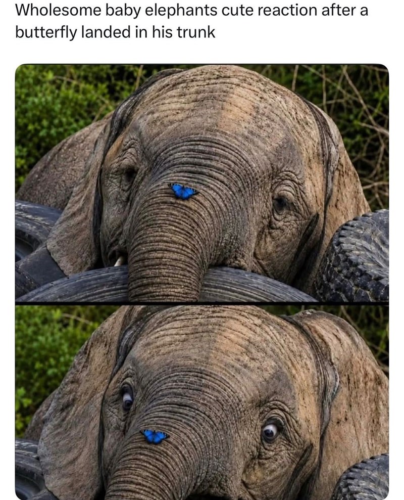 Wholesome baby elephants cute reaction after a butterfly landed in his trunk