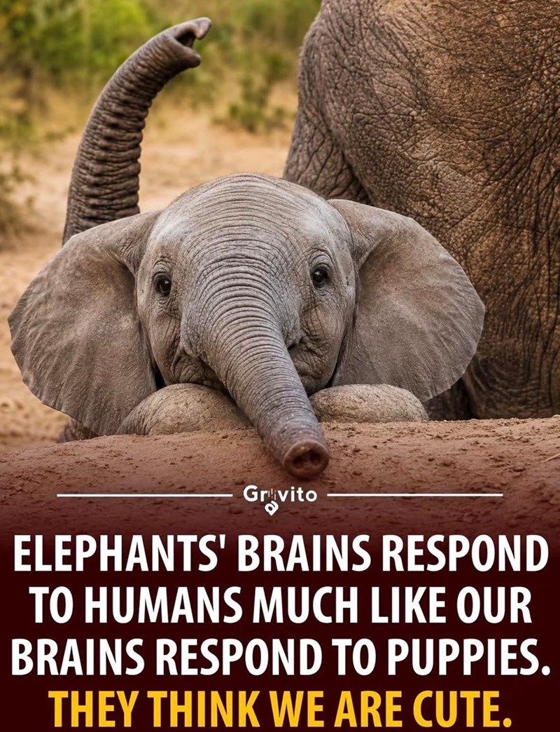 Gravito ELEPHANTS' BRAINS RESPOND TO HUMANS MUCH LIKE OUR BRAINS RESPOND TO PUPPIES. THEY THINK WE ARE CUTE.