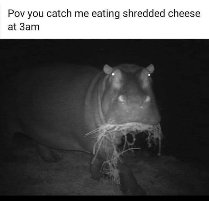 Pov you catch me eating shredded cheese at 3am