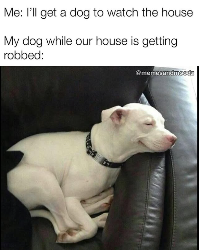 Me: I'll get a dog to watch the house My dog while our house is getting robbed: @memesandmoodz