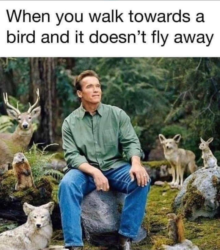 When you walk towards a bird and it doesn't fly away
