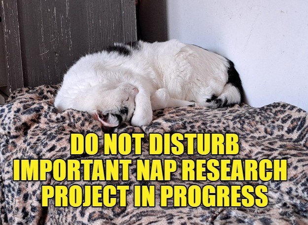 DO NOT DISTURB IMPORTANT NAP RESEARCH PROJECT IN PROGRESS