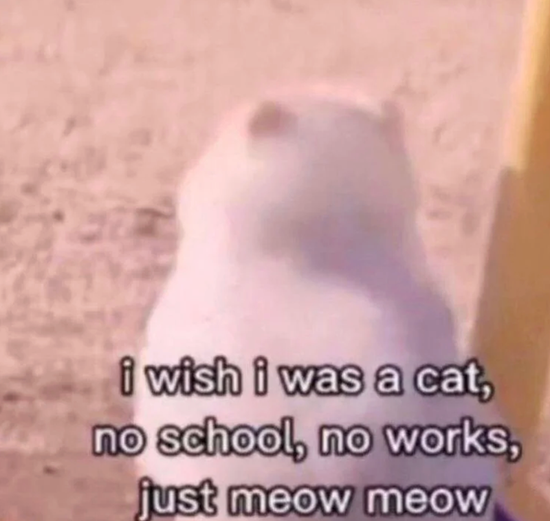 i wish i was a cat, no school, no works, just meow meow