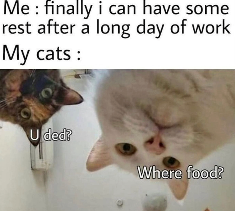 Me: finally i can have some rest after a long day of work My cats: U ded? Where food?