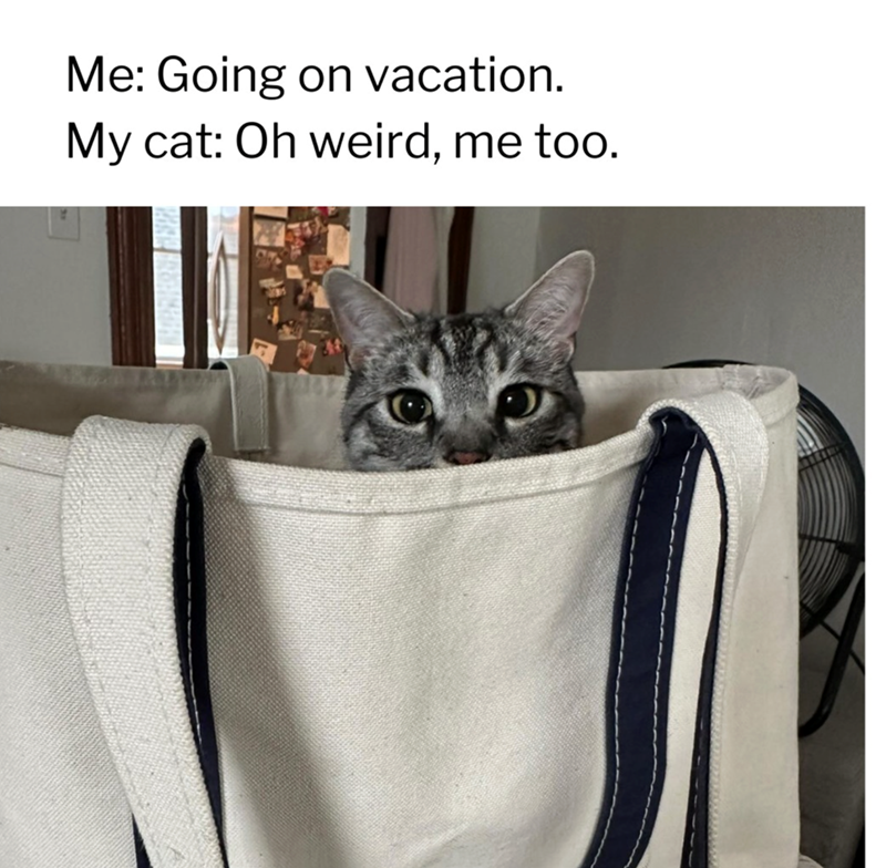 Me: Going on vacation. My cat: Oh weird, me too.