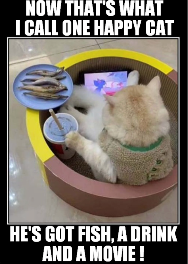 NOW THAT'S WHAT I CALL ONE HAPPY CAT HE'S GOT FISH, A DRINK AND A MOVIE !