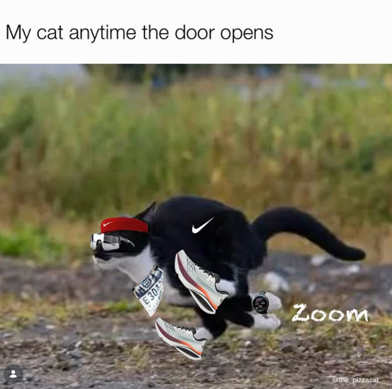 My cat anytime the door opens W E304 Zoom @the pizzacat
