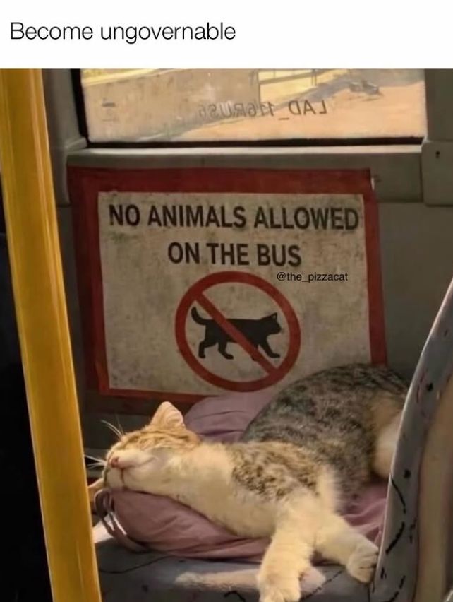 Become ungovernable a NO ANIMALS ALLOWED ON THE BUS @the_pizzacat