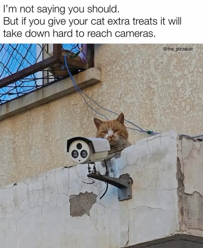 I'm not saying you should. But if you give your cat extra treats it will take down hard to reach cameras. @the_pizzacat