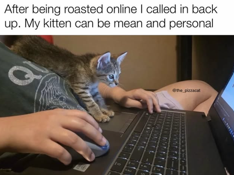 After being roasted online I called in back up. My kitten can be mean and personal Q 10 S @the_pizzacat