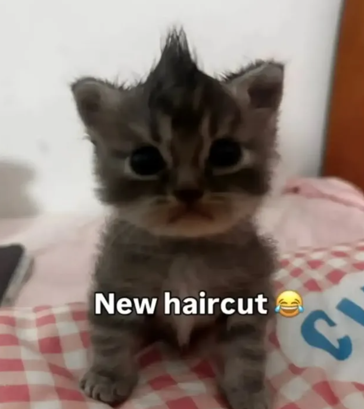 New haircut e C