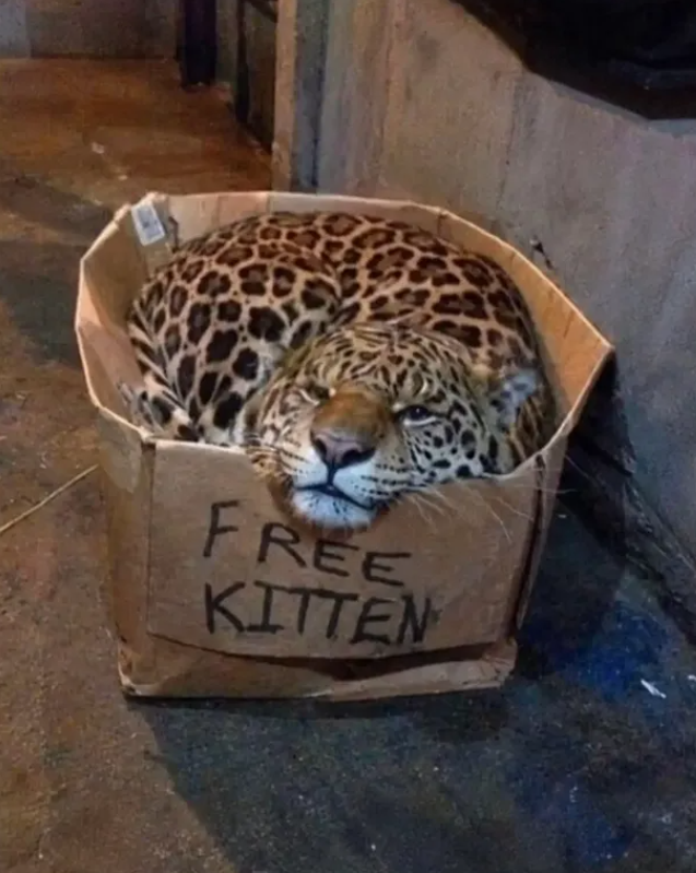 FREE KITTEN