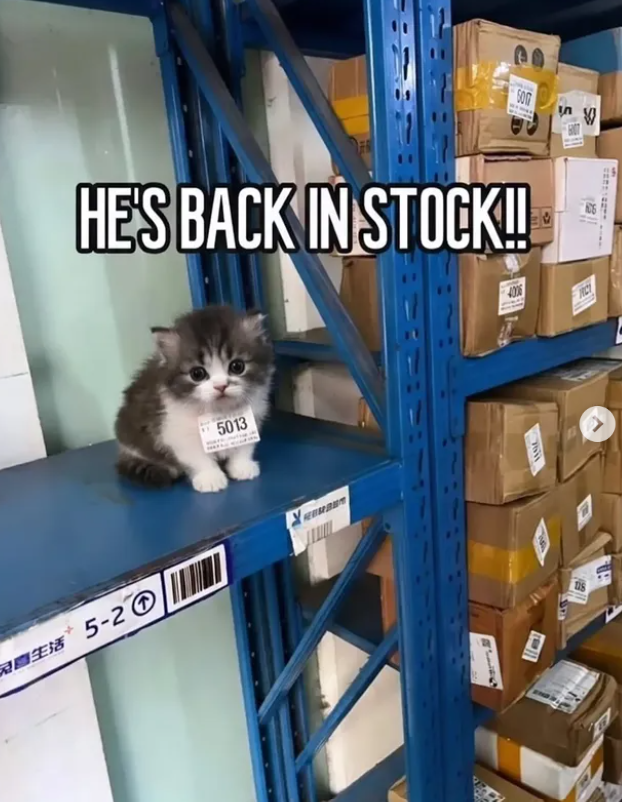 HE'S BACK IN STOCK!! 農生活 5-2⑦ 5013 SOG