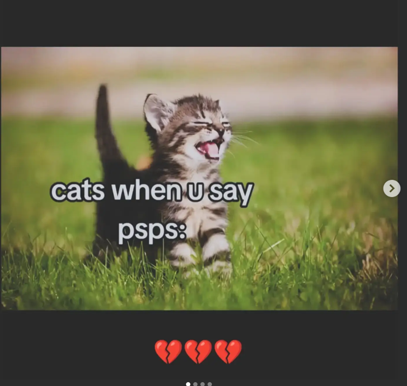 cats when u say psps: >