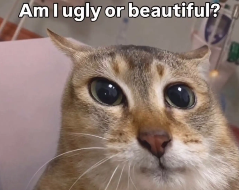 Am I ugly or beautiful?